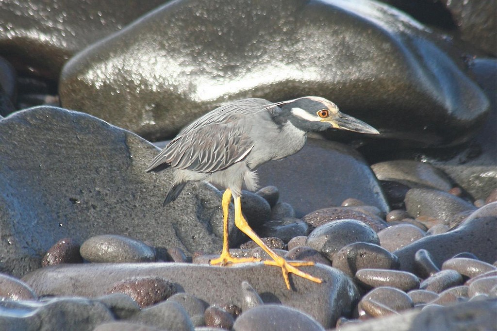 Yellow-crowned Night Heron - ML85350481