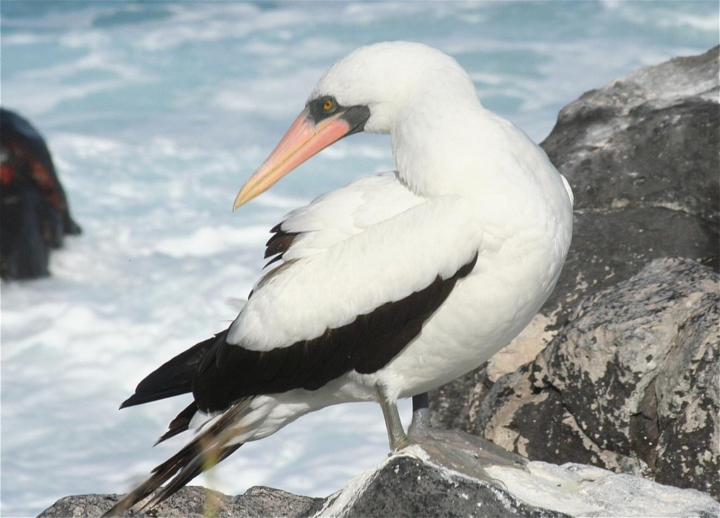 Nazca Booby - ML85350591