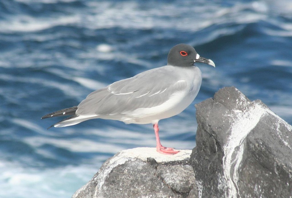 Swallow-tailed Gull - Eric DeFonso 🦑