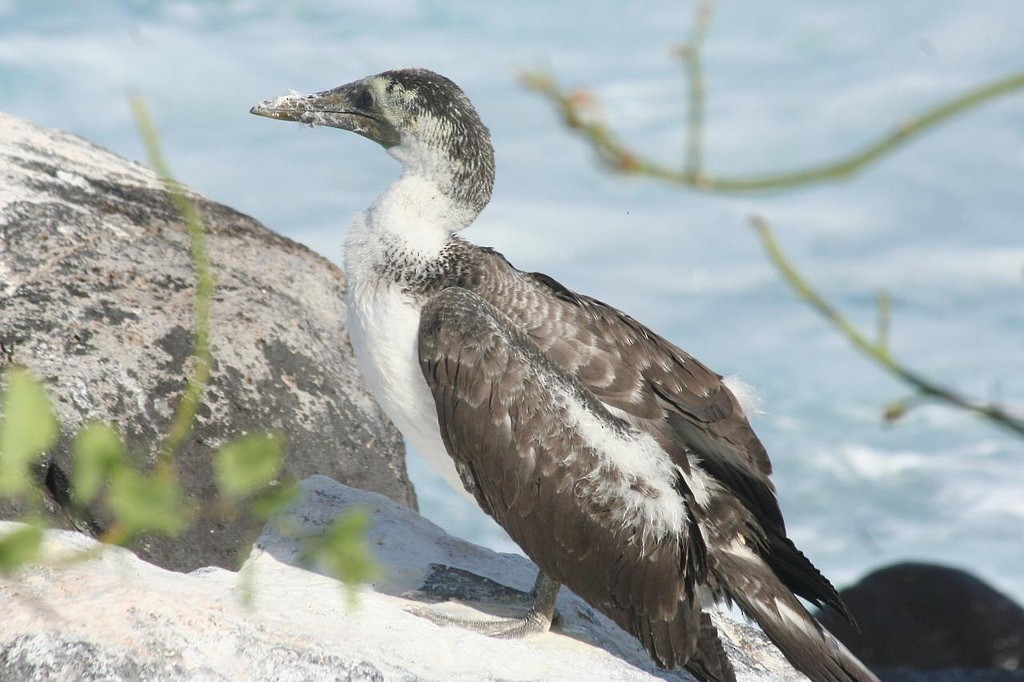 Nazca Booby - Eric DeFonso 🦑