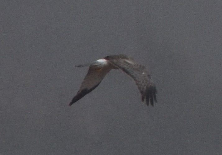 Northern Harrier - ML85350741