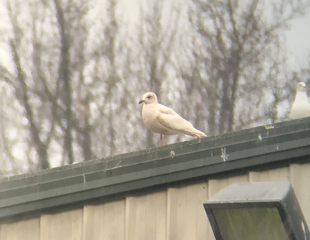 Iceland Gull - Mark Schilling