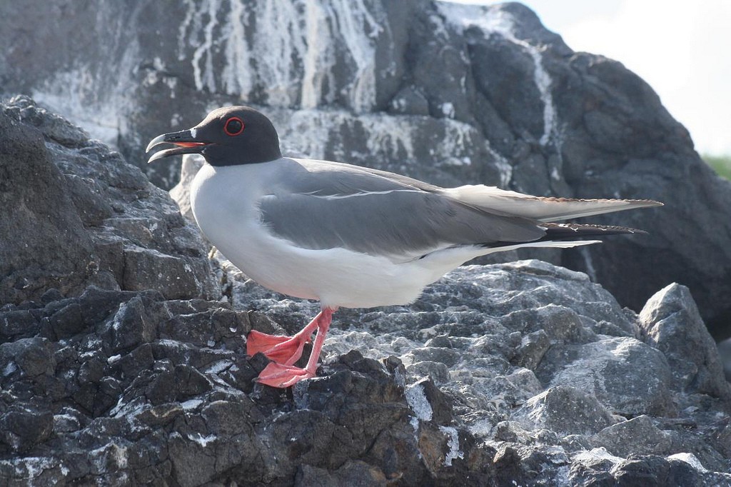 Swallow-tailed Gull - ML85350901