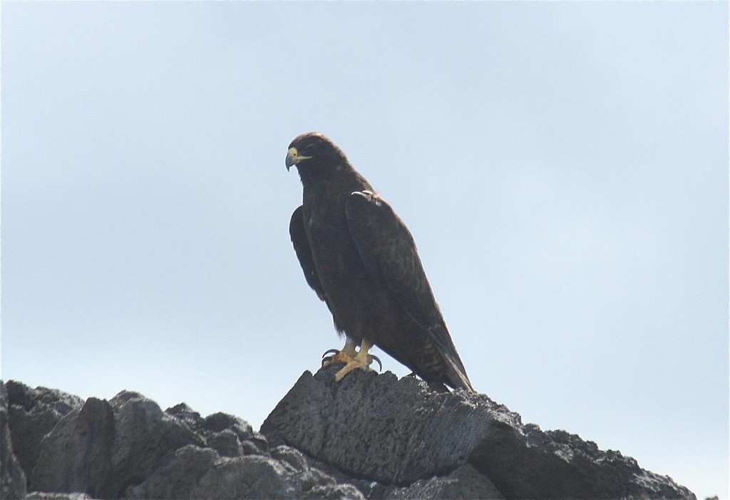 Galapagos Şahini - ML85350981