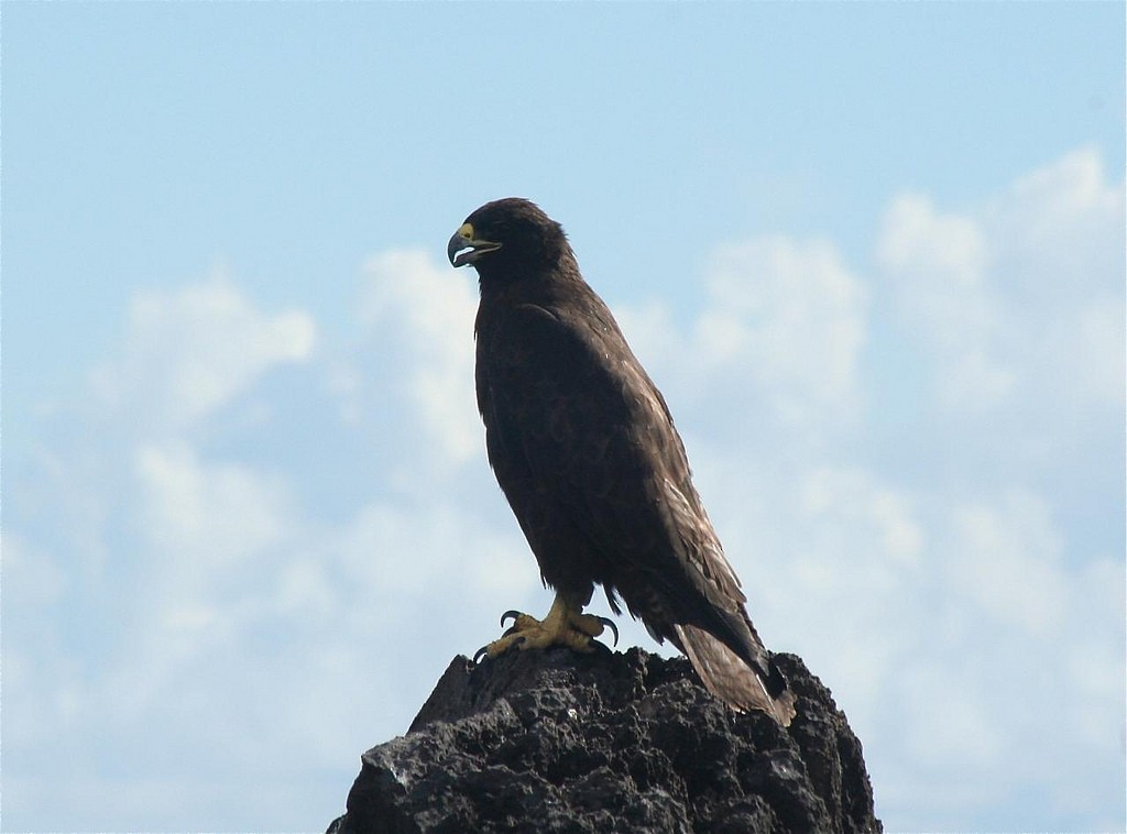 Busardo de Galápagos - ML85351011