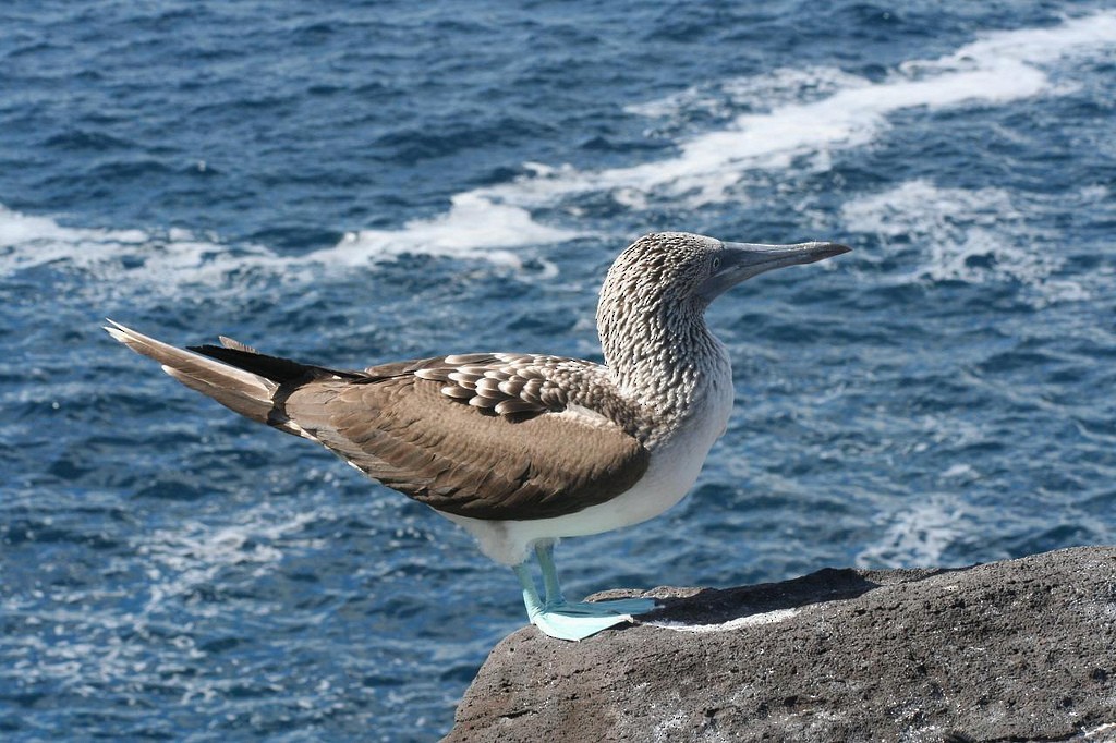 Blue-footed Booby - Eric DeFonso 🦑