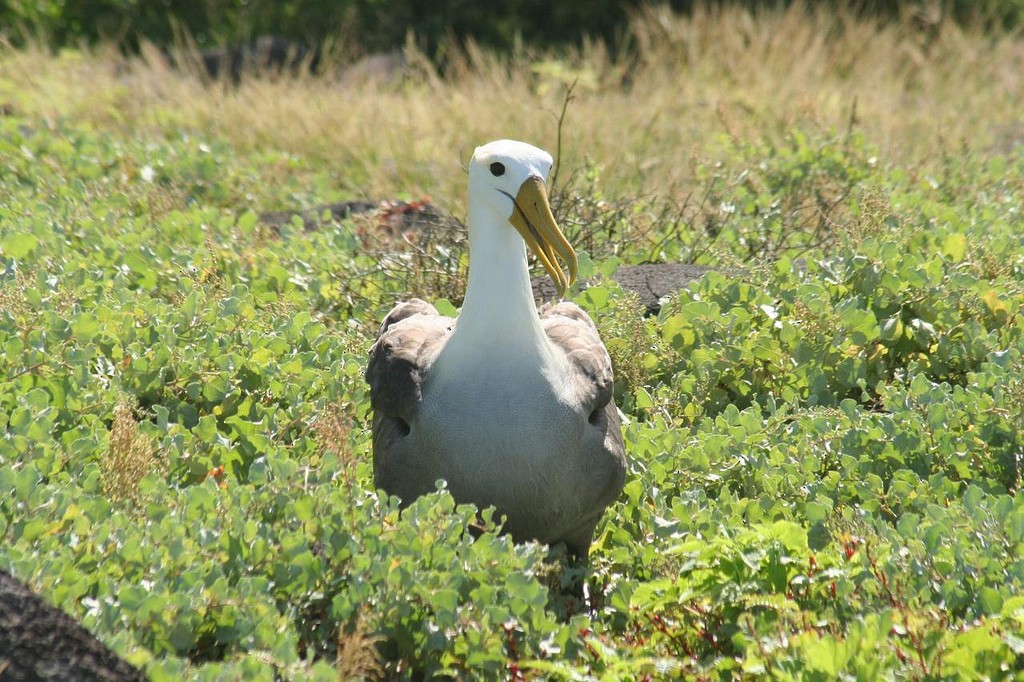 Галапагосский альбатрос - ML85351091
