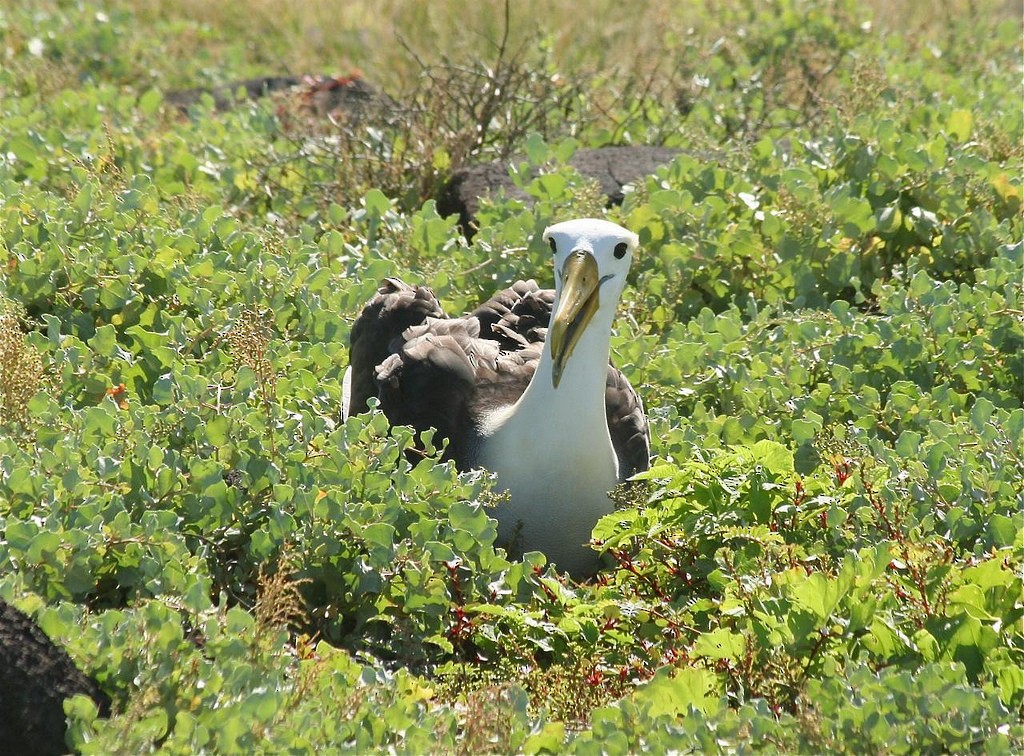 Albatros de Galápagos - ML85351101