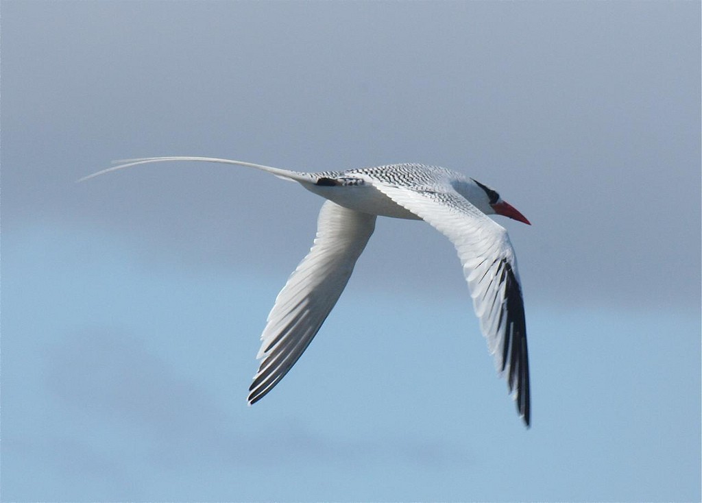 Red-billed Tropicbird - Eric DeFonso 🦑