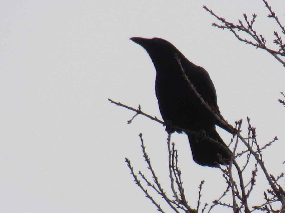 American Crow - ML85352301