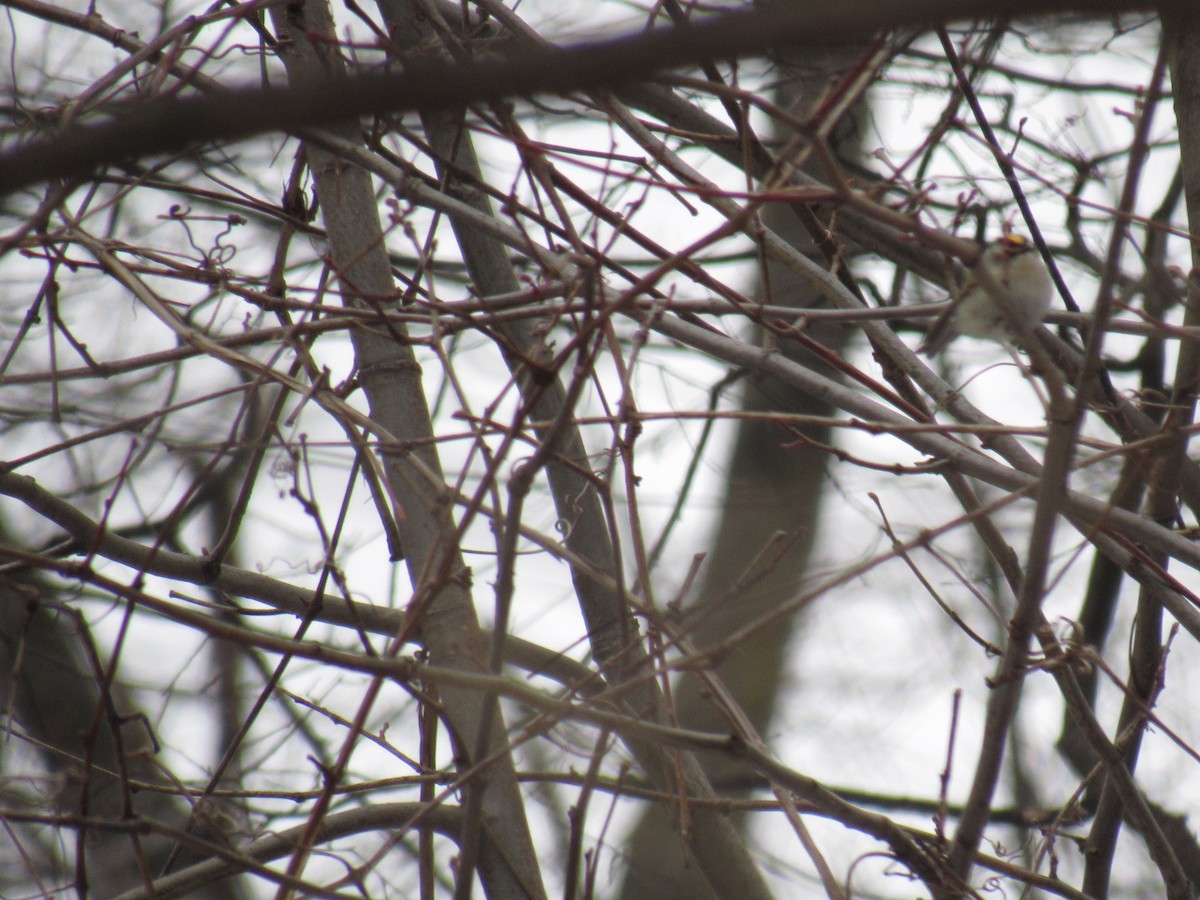 Golden-crowned Kinglet - ML85352371