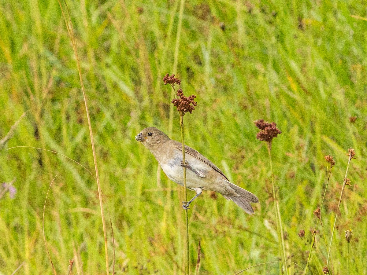 Double-collared Seedeater - ML85353231