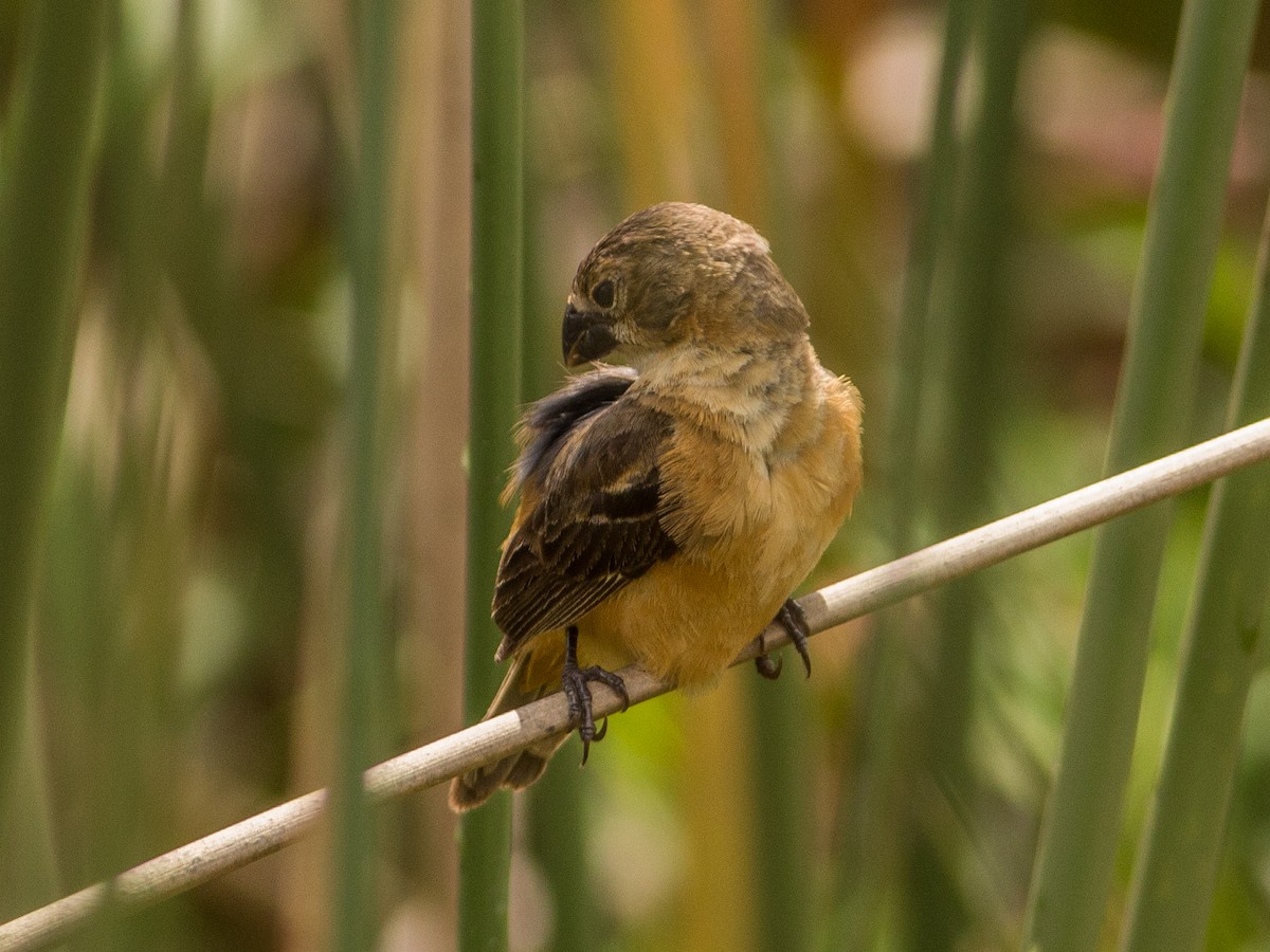 Rusty-collared Seedeater - ML85353331