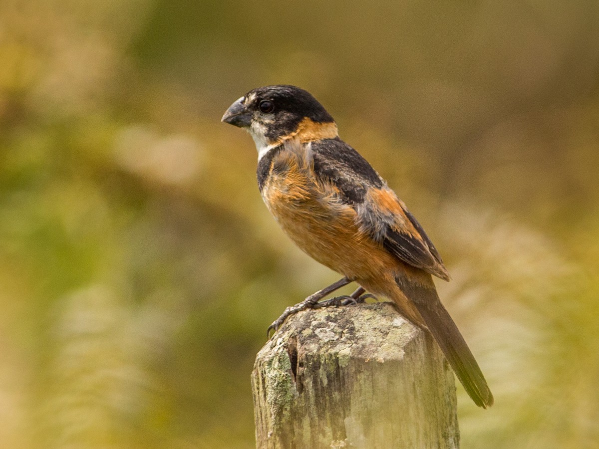 Rusty-collared Seedeater - ML85353361