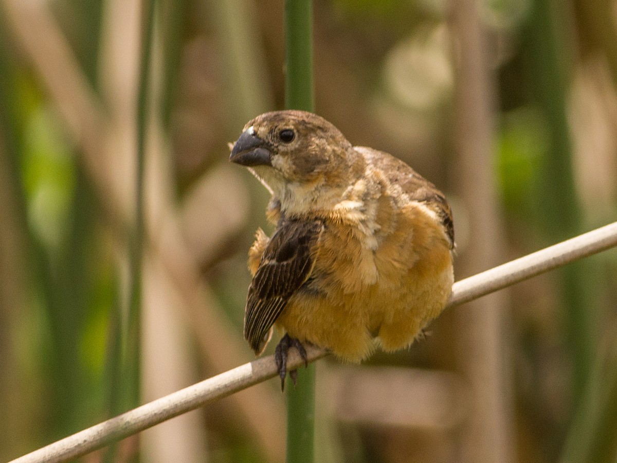 Rusty-collared Seedeater - ML85353371
