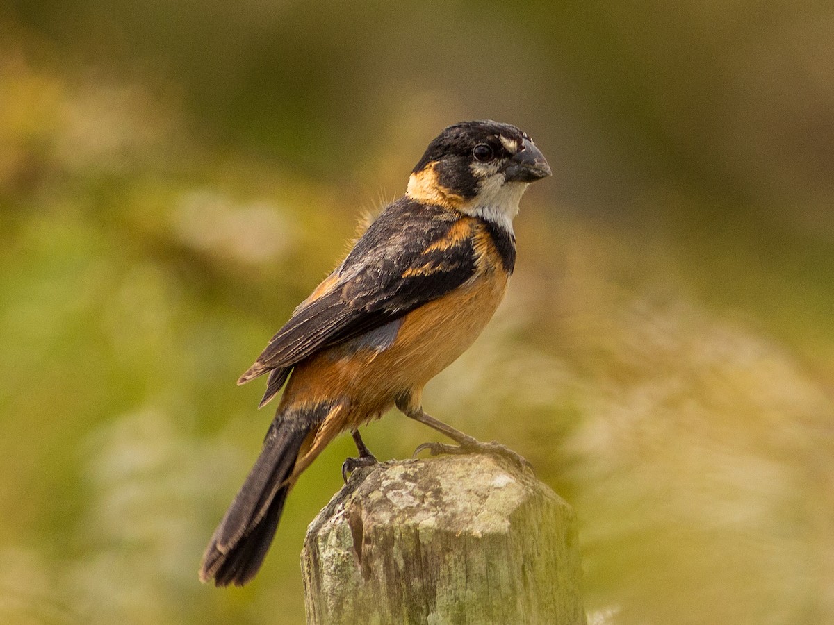 Rusty-collared Seedeater - ML85353401