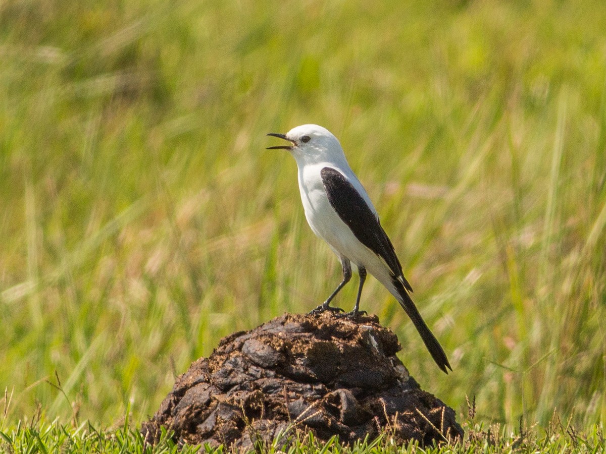 Black-and-white Monjita - Fernando  Jacobs