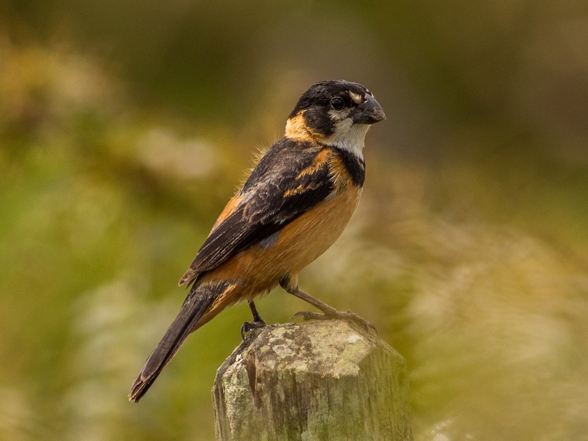 Rusty-collared Seedeater - ML85353461