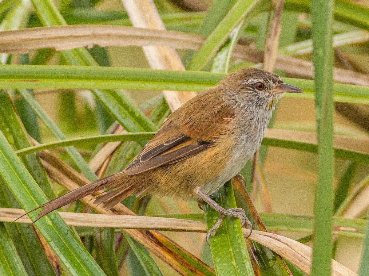 Sulphur-bearded Reedhaunter - Fernando  Jacobs