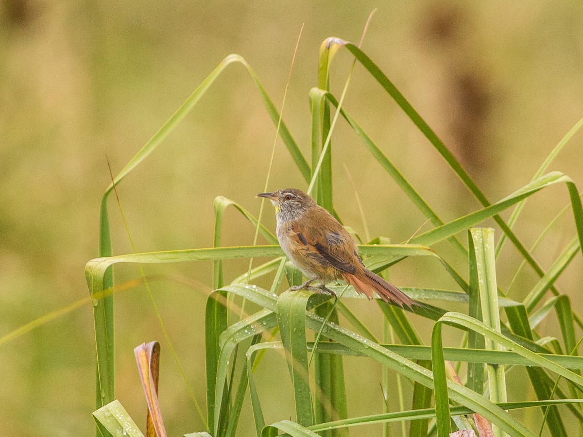 Sulphur-bearded Reedhaunter - ML85353751