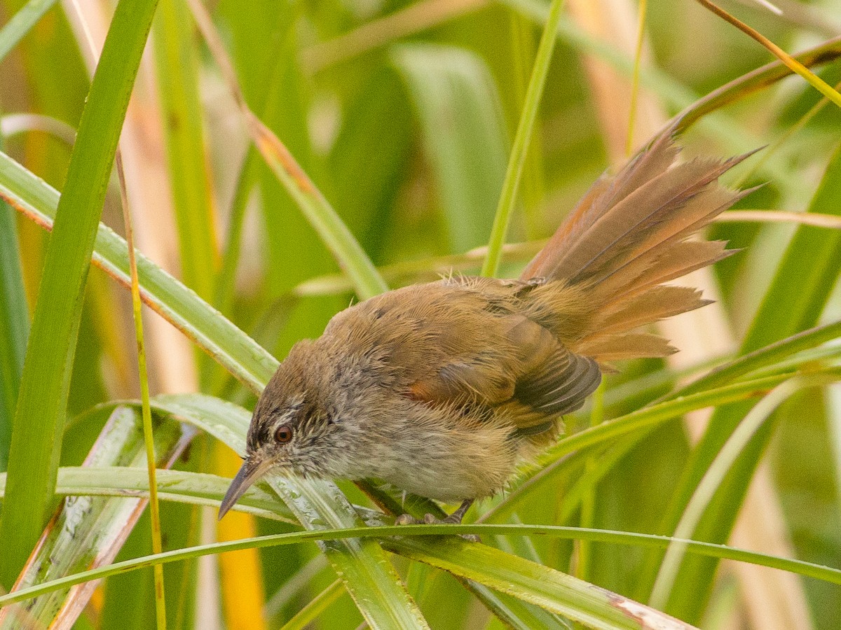 Sulphur-bearded Reedhaunter - ML85353811