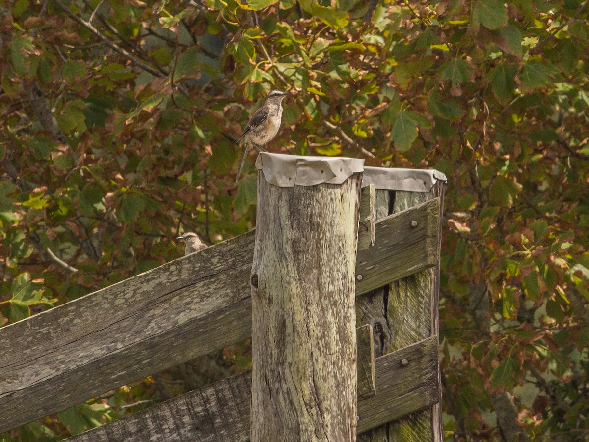 Chalk-browed Mockingbird - ML85354071