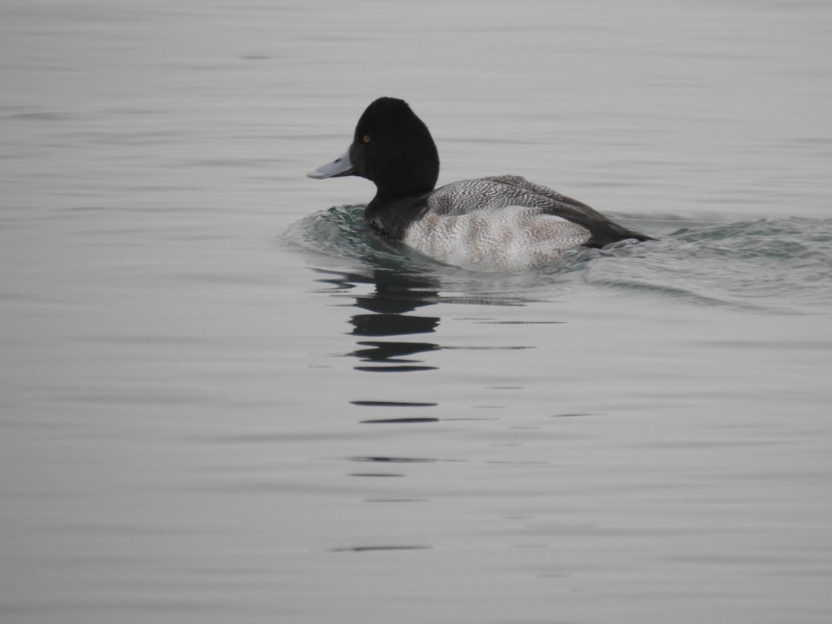 Lesser Scaup - Bruce Hoover