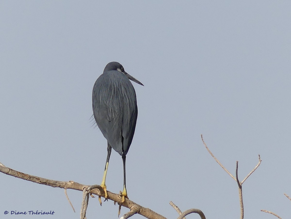 Western Reef-Heron - ML85356511