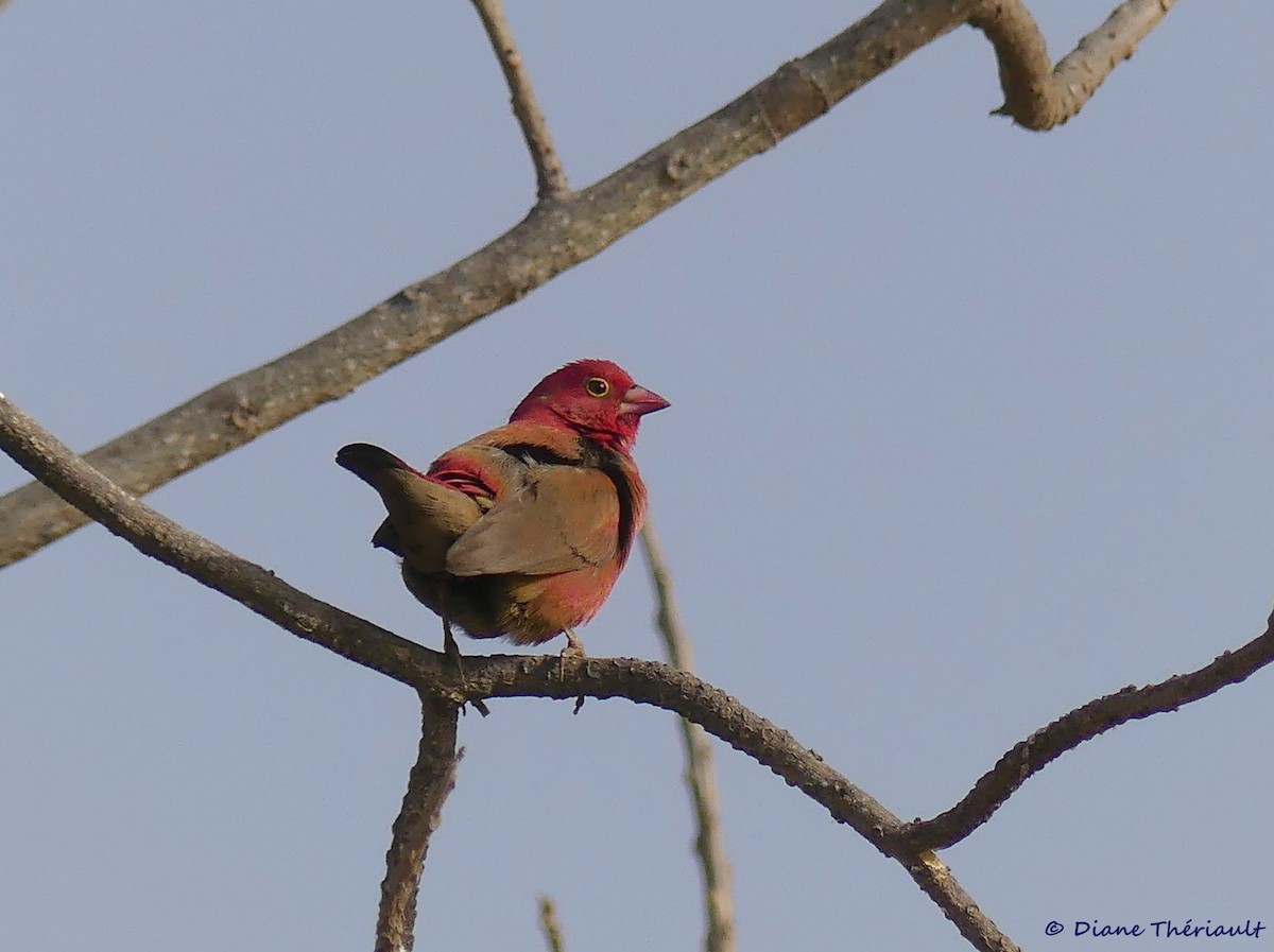 Red-billed Firefinch - Diane Thériault