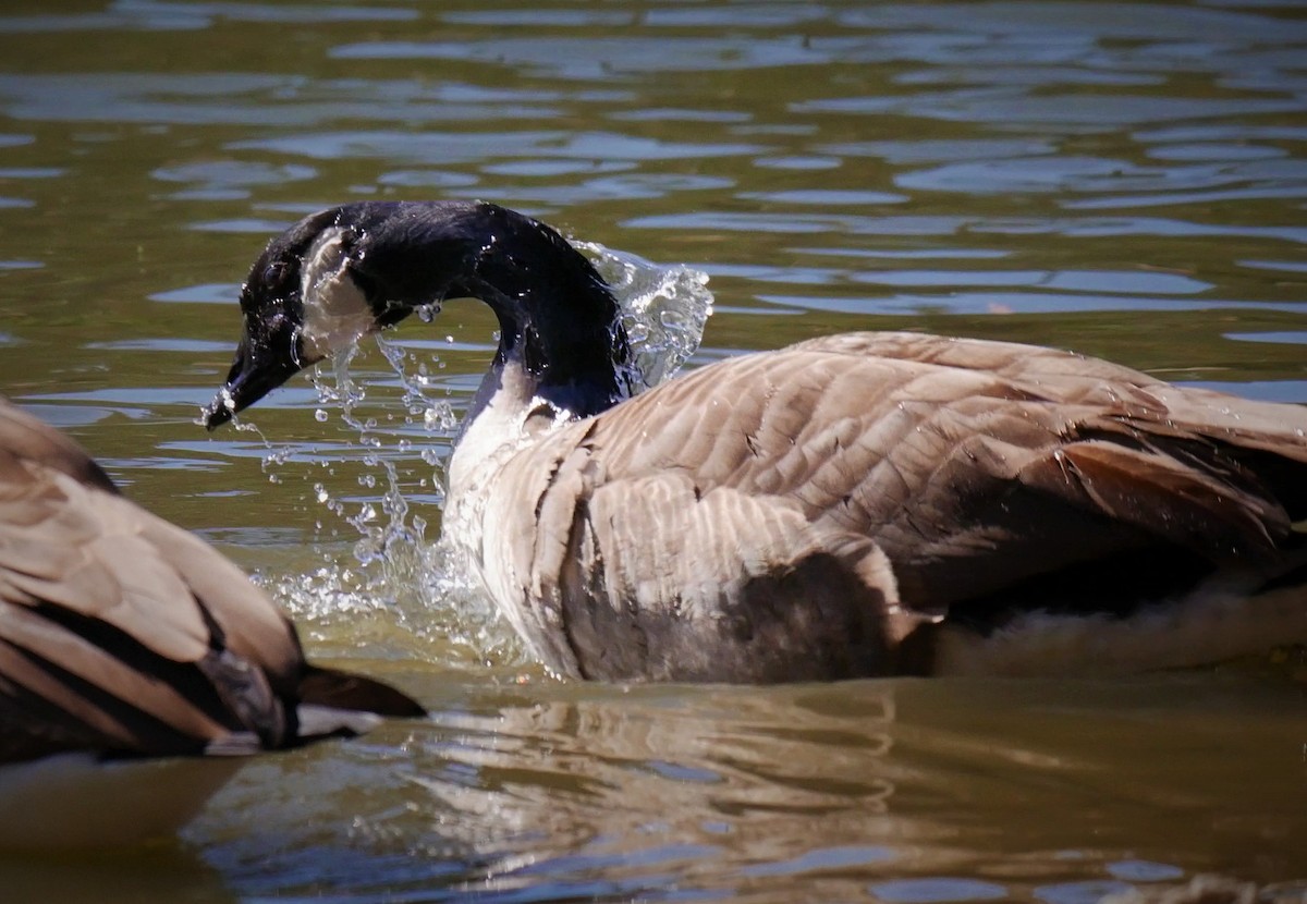 Canada Goose - ML85356591