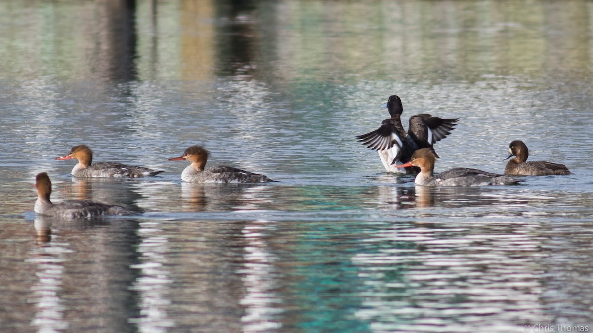 Red-breasted Merganser - Chris Thomas