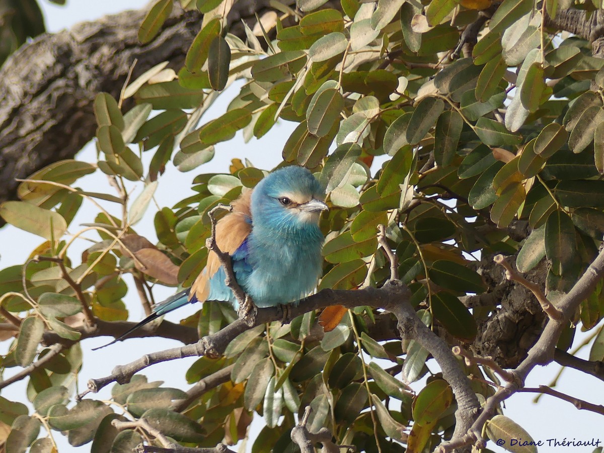 Abyssinian Roller - Diane Thériault