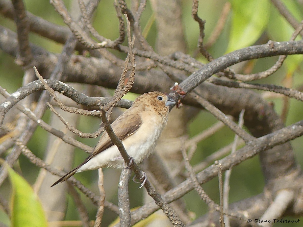 African Silverbill - Diane Thériault