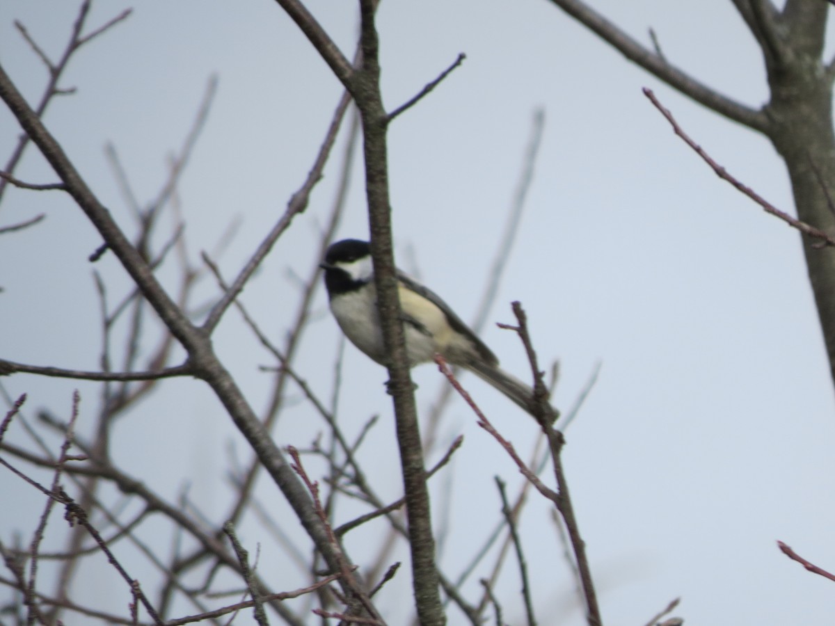 Black-capped Chickadee - ML85357001