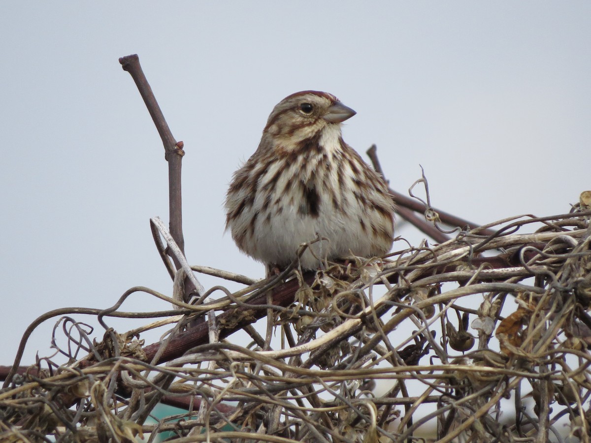 Song Sparrow - ML85357051