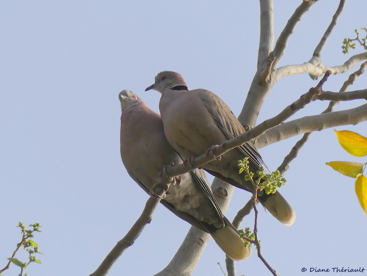 Mourning Collared-Dove - Diane Thériault