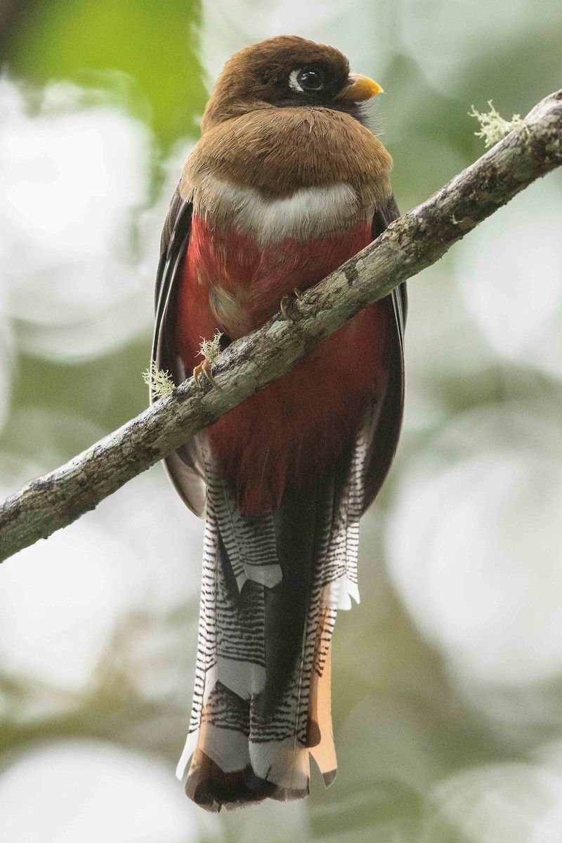 Masked Trogon - ML85358151