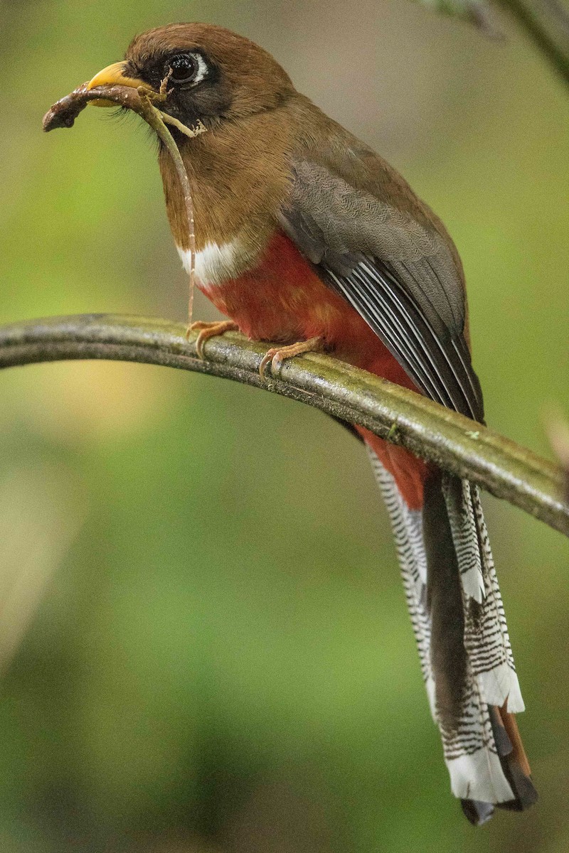 Masked Trogon - ML85358291