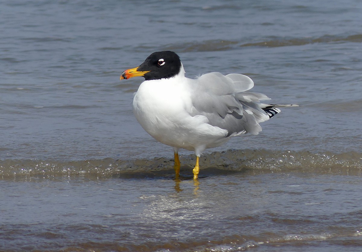 Pallas's Gull - Stephen Menzie
