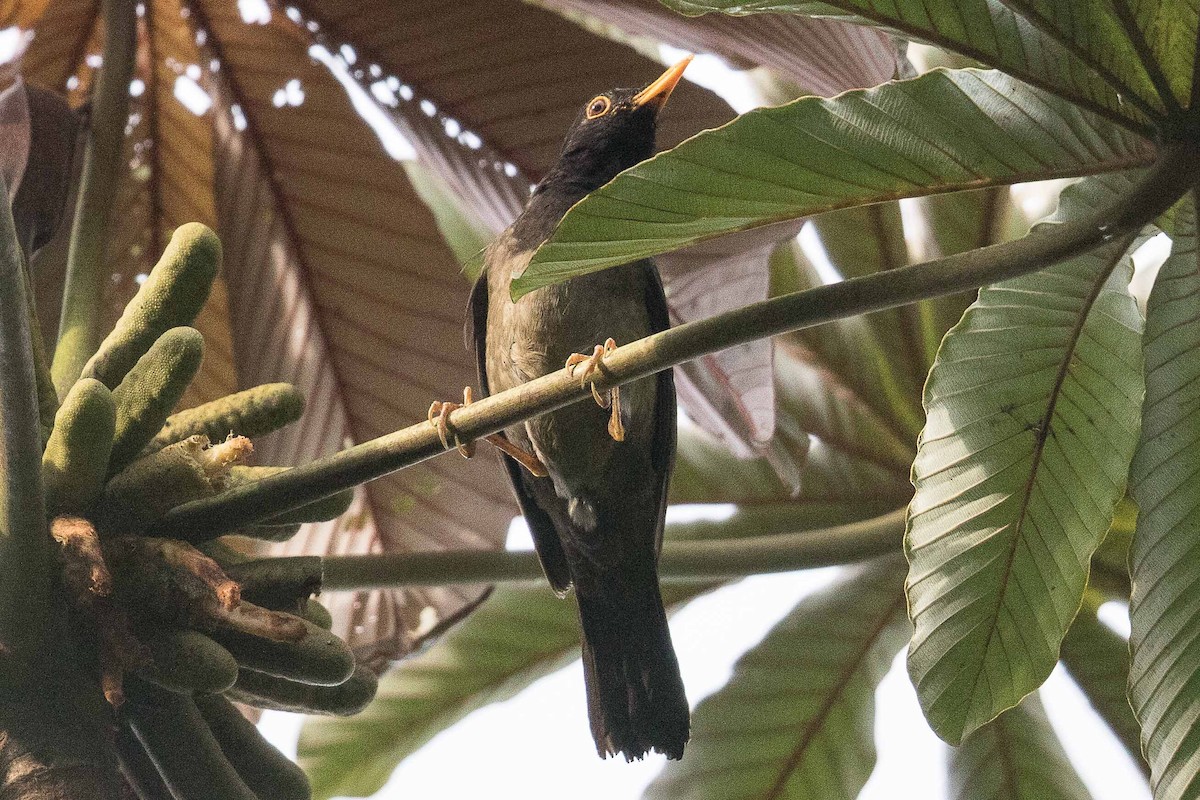 Black-hooded Thrush - ML85358721