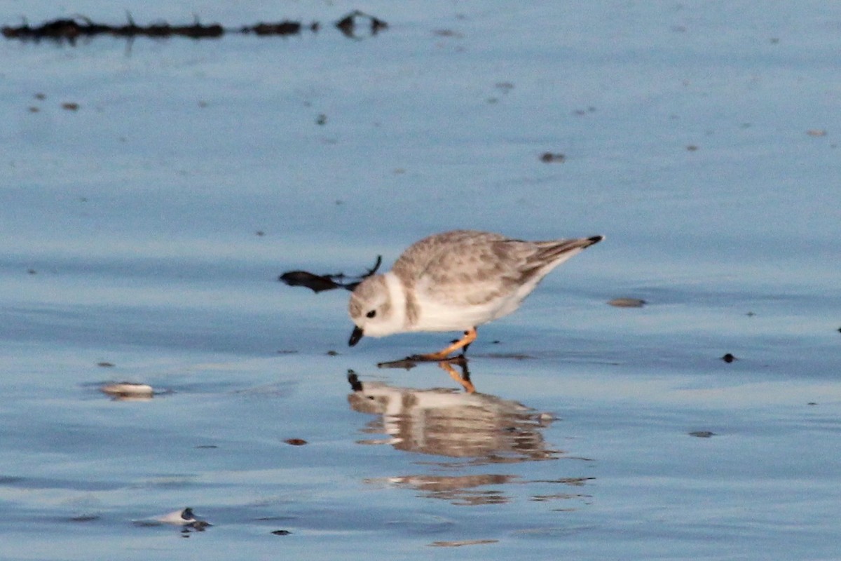 Piping Plover - ML85360041