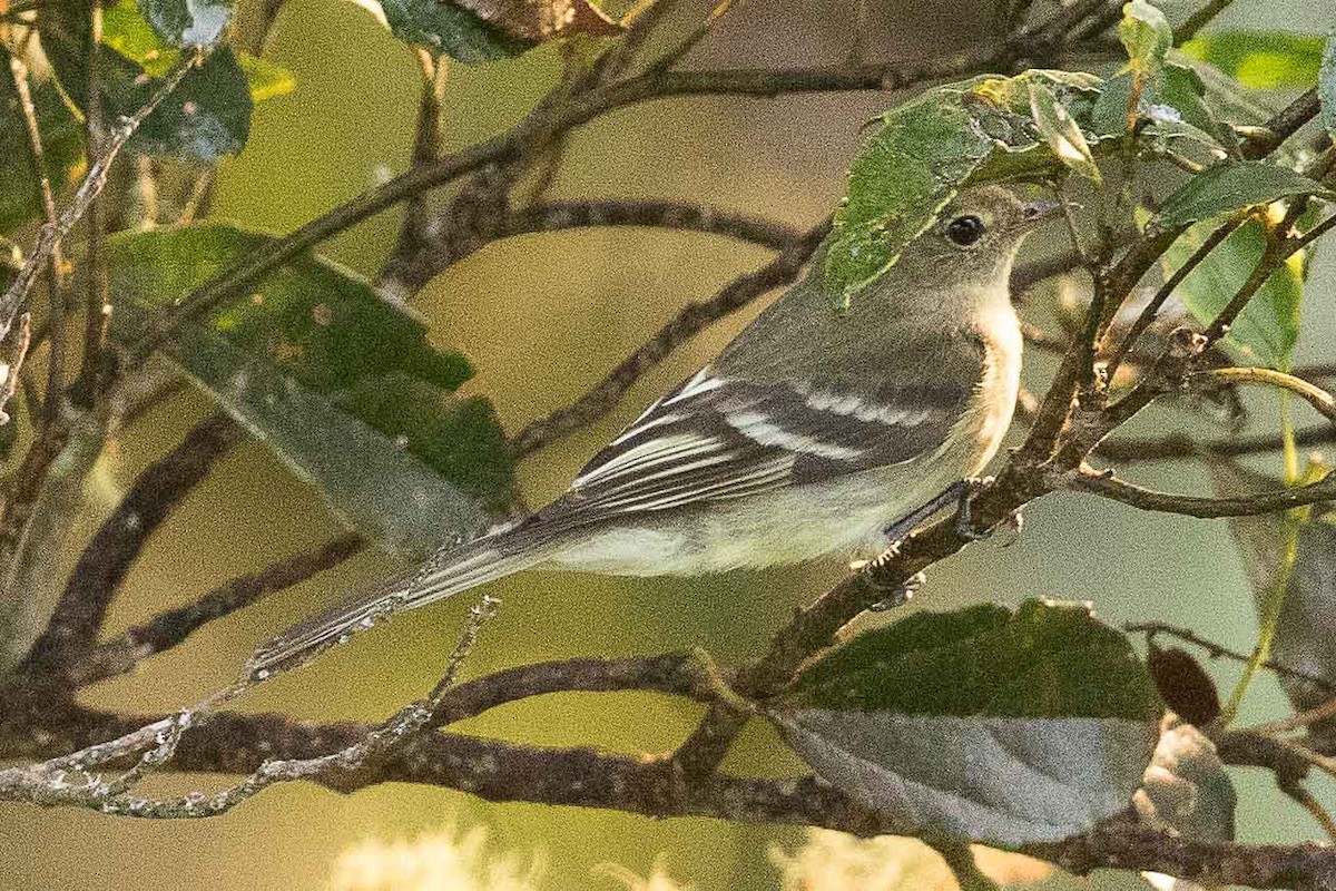 Lesser Elaenia - ML85360211