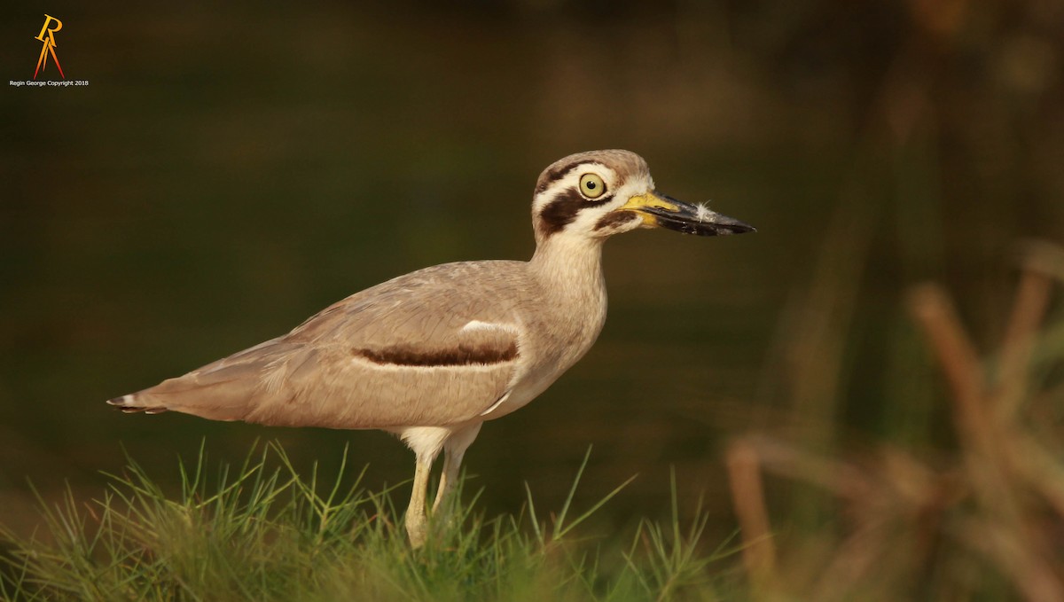 Great Thick-knee - Regin George