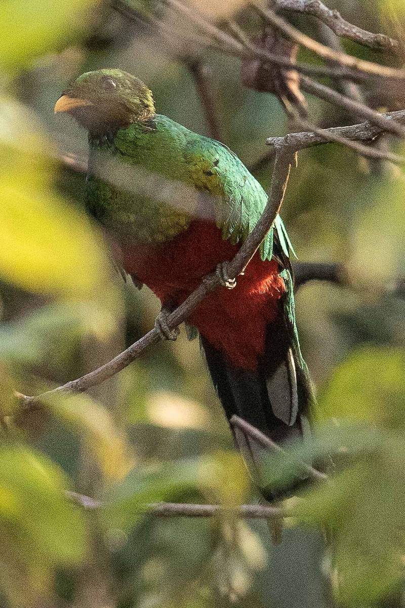 White-tipped Quetzal - ML85360661