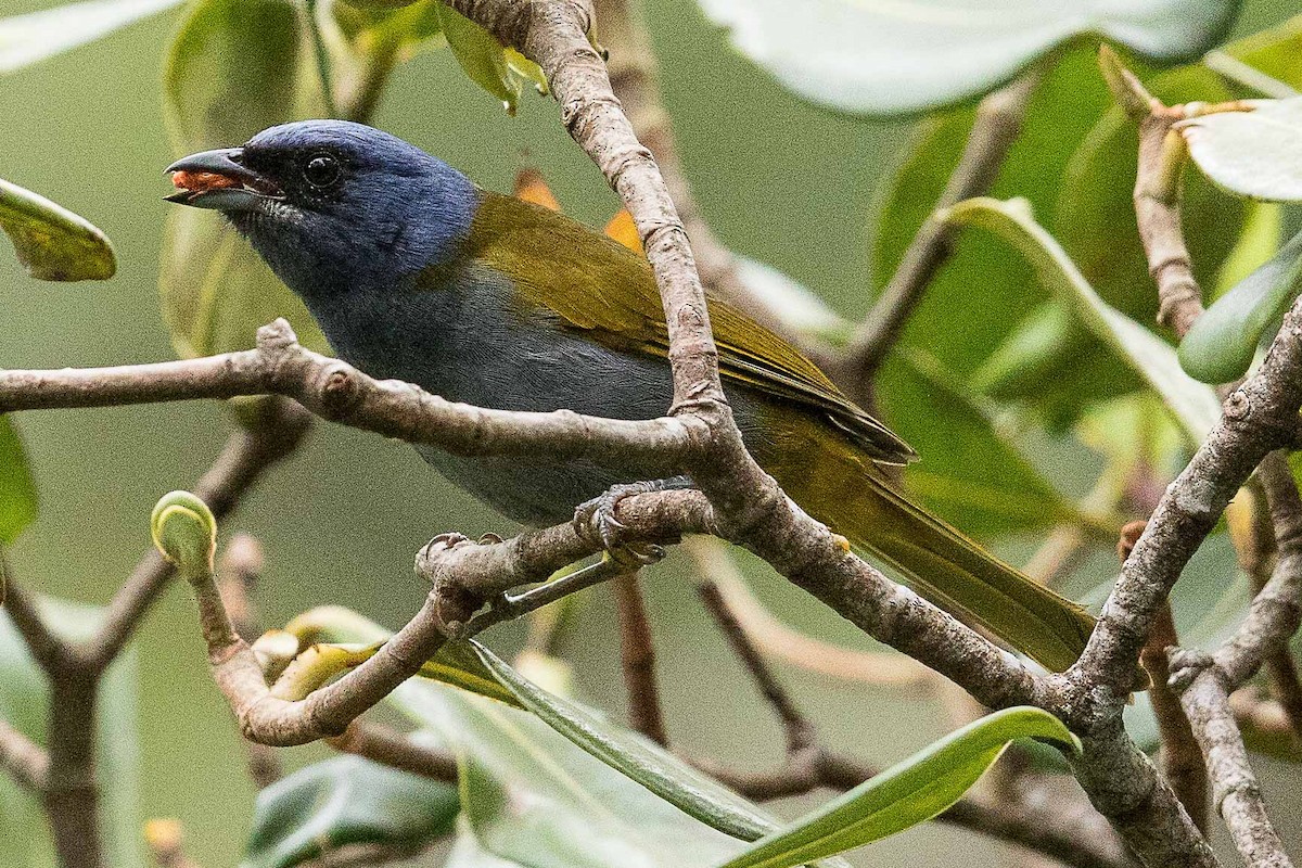 Blue-capped Tanager - ML85360961