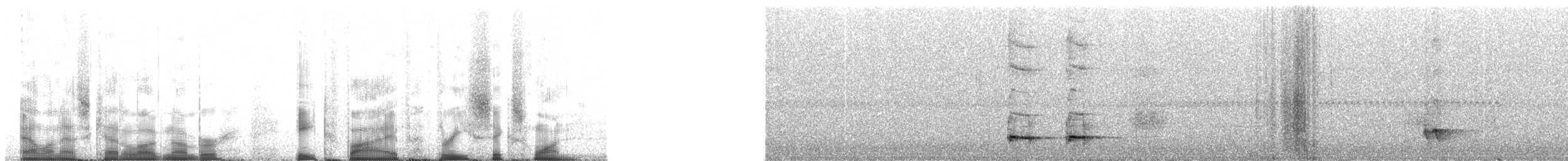 Rostbrust-Ameisendrossel - ML85361