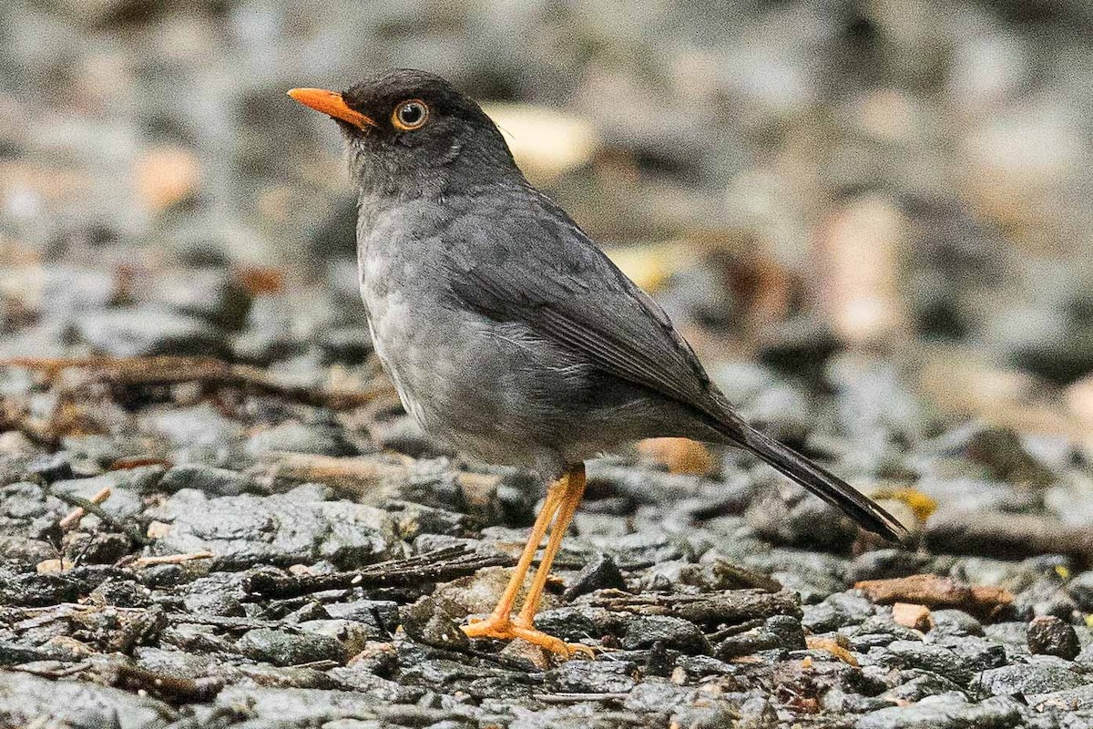 Slaty-backed Nightingale-Thrush - ML85361051