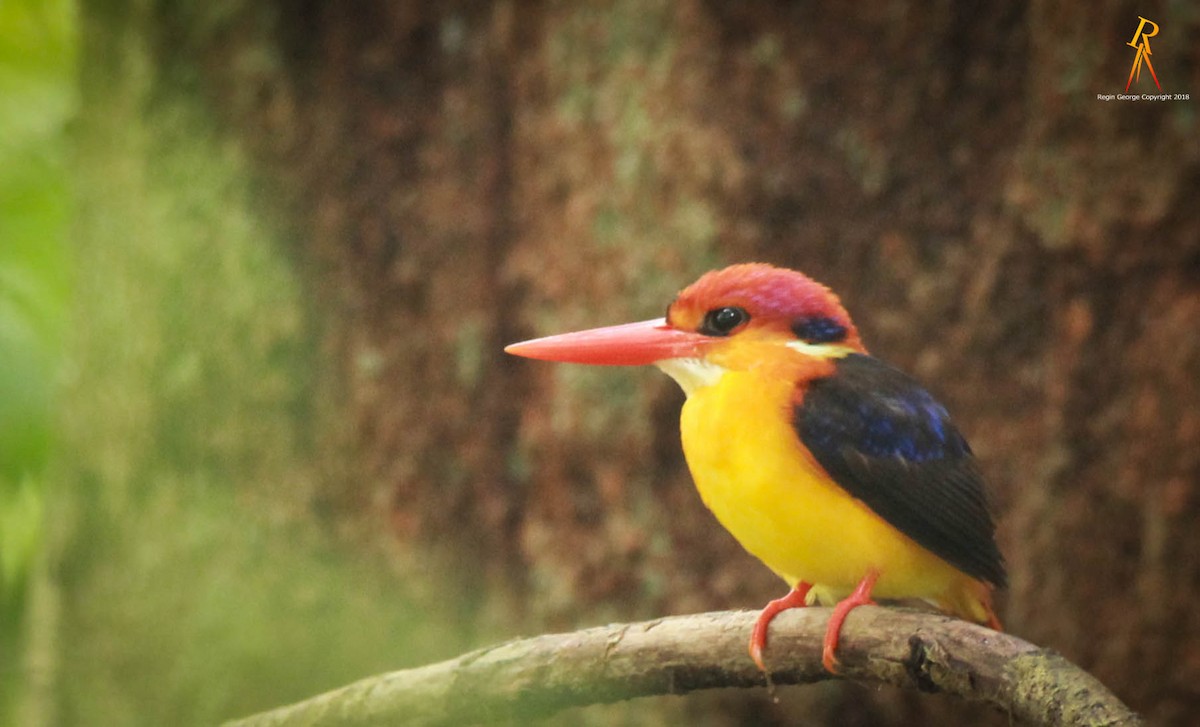Black-backed Dwarf-Kingfisher - ML85362601