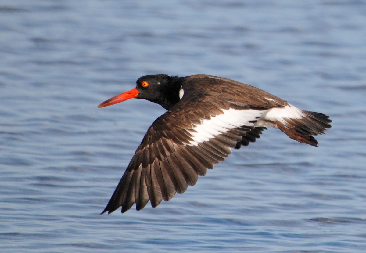 American Oystercatcher - ML85362881