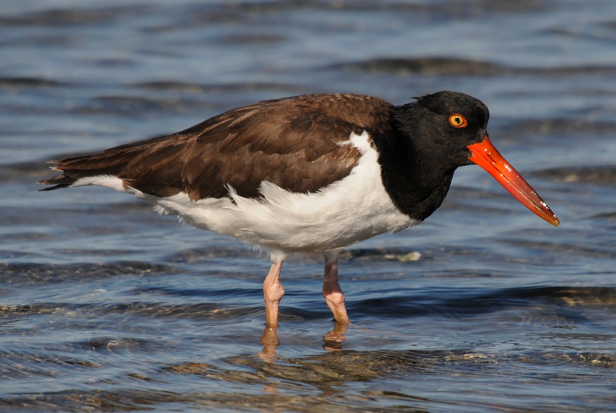 American Oystercatcher - ML85362901